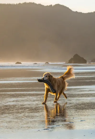 Dog walking on the beach with a stick in their mouth. 